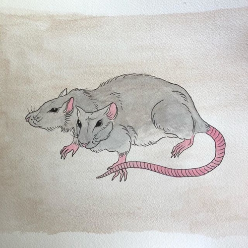 forgot the whiskers in my original post 😅 here’s a two faced rat (again) 🖖 #tattooapprentice #tattoodesign #rat #inkwork #watercolor #linework #oddities