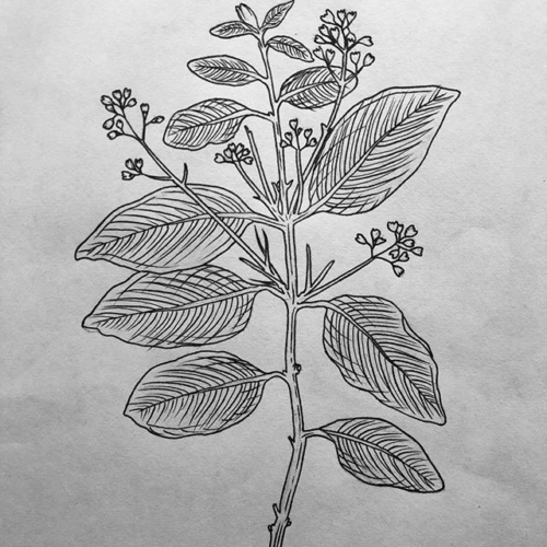 never enough botanicals 🌿 #tattooapprentice #blackworkillustrations #blackwork #linework #inkwork #penandink #botanicals #tattoodesign